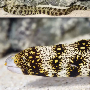 Snowflake Moray Eel L