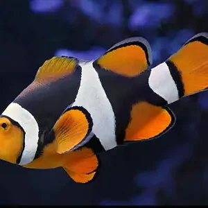 True Percula Clownfish (L)