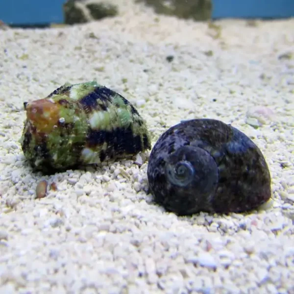 Turbo Snail
