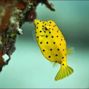 Yellow Boxfish S