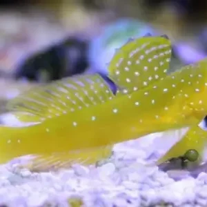 Yellow Watchman Goby S