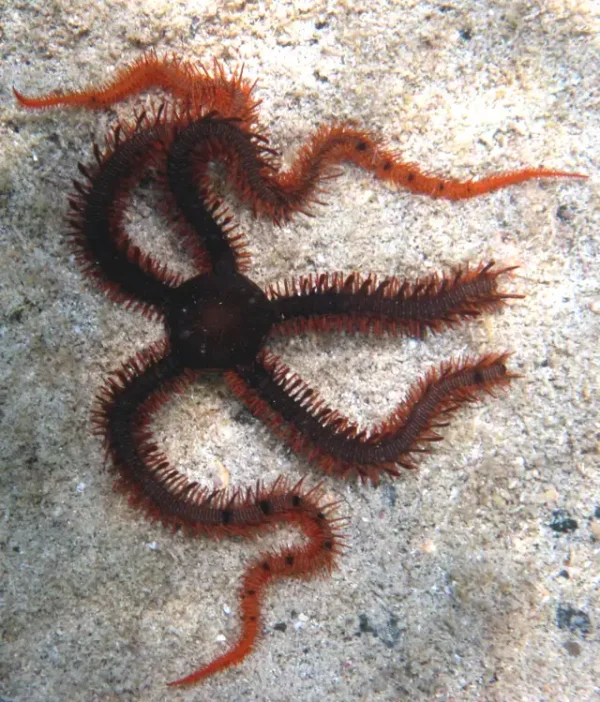 Red Brittle Starfish