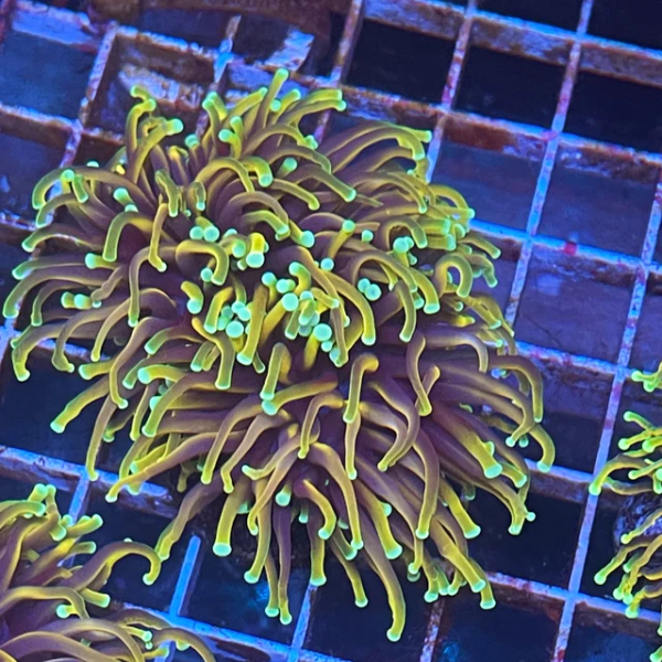 Hellfire Torch Coral Cultured