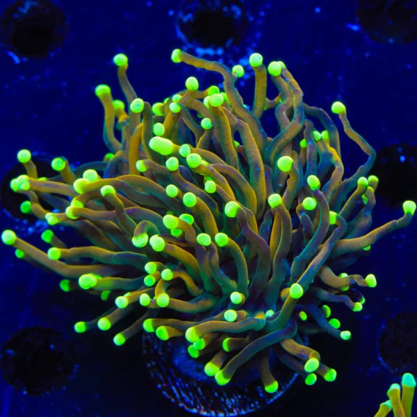 Yellow Tip Black Torch Coral Cultured