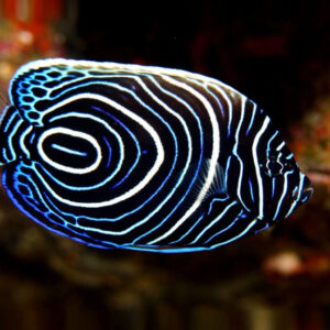 Emperor Angelfish (S)