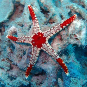 Red Starfish Dotty White L
