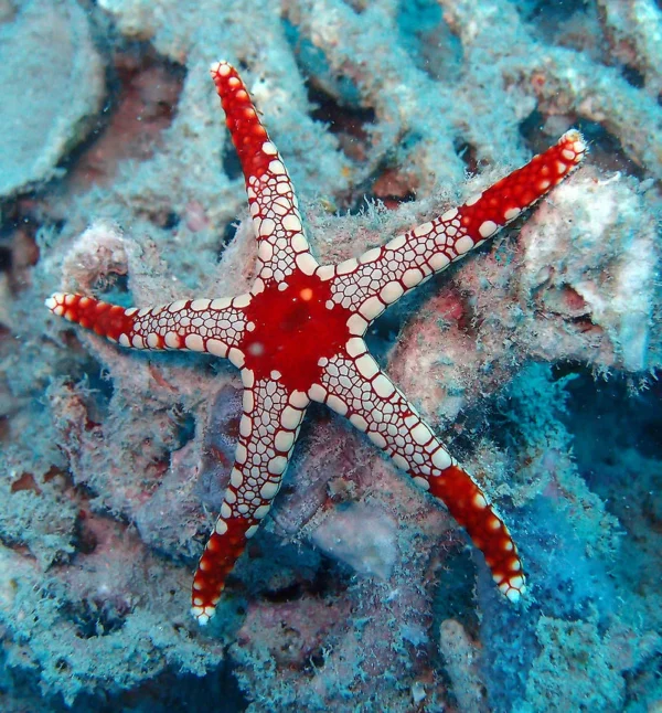 Red Starfish Dotty White L
