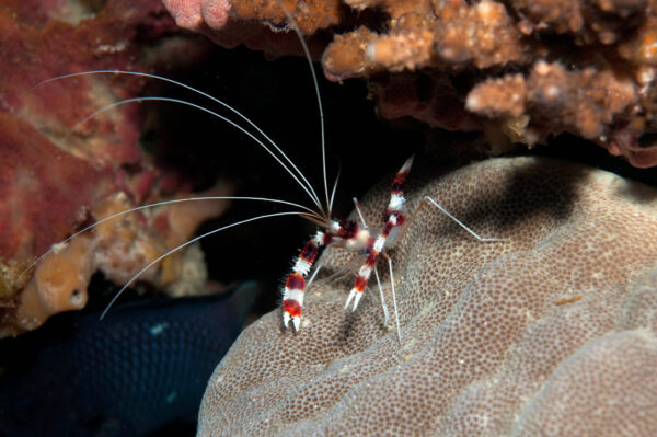 Boxing Shrimp