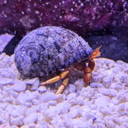 Red Hermit Crab – Kane Aquarium