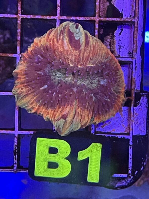 WYSIWYG B1 - Rainbow Trachyphyllia