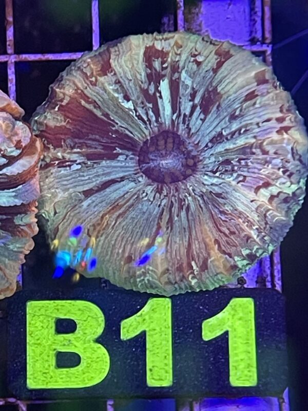 WYSIWYG B11 - Rainbow Trachyphyllia