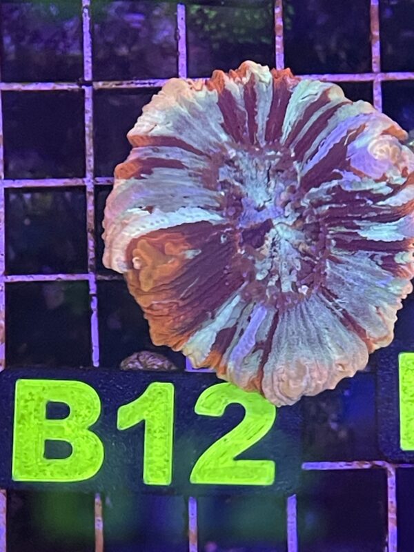 WYSIWYG B12 - Rainbow Trachyphyllia
