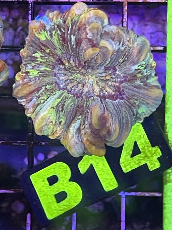 WYSIWYG B14 - Rainbow Trachyphyllia