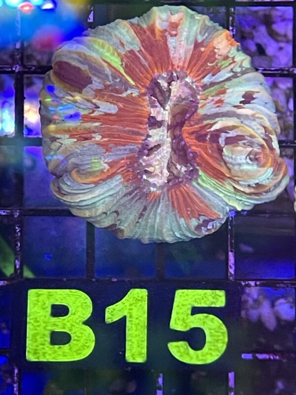 WYSIWYG B15 - Rainbow Trachyphyllia
