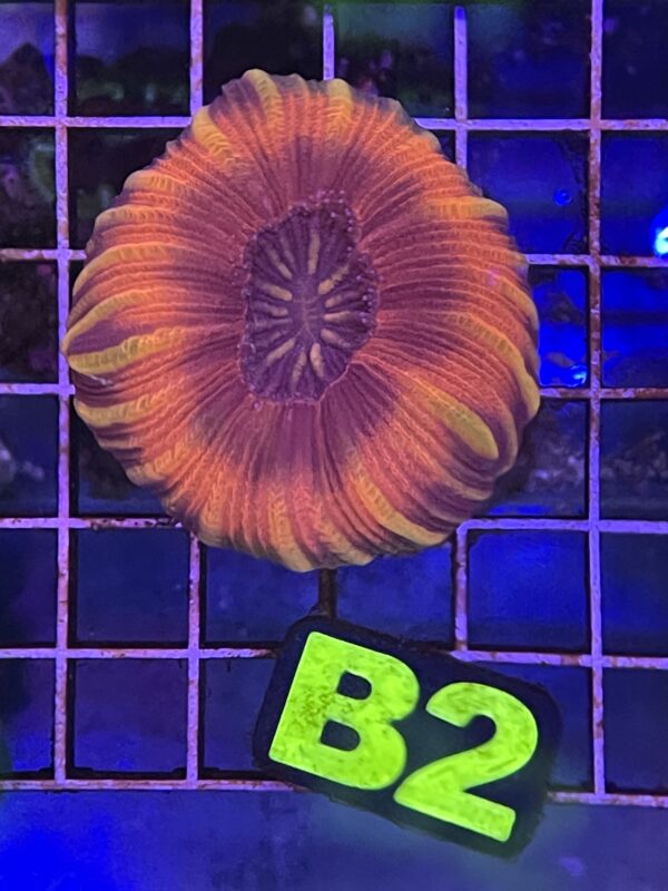 WYSIWYG B2 - Red Trachyphyllia