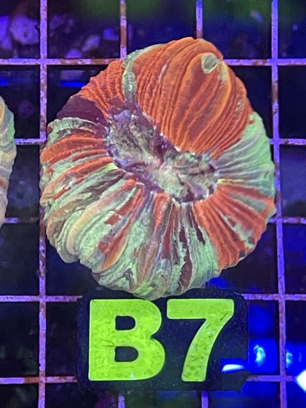WYSIWYG B7 - Red Trachyphyllia