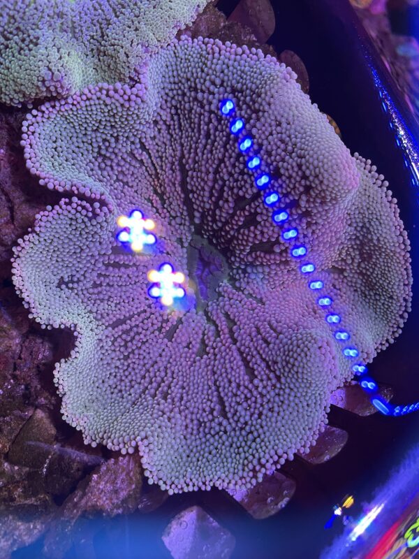 Blue Carpet Anemone (L)
