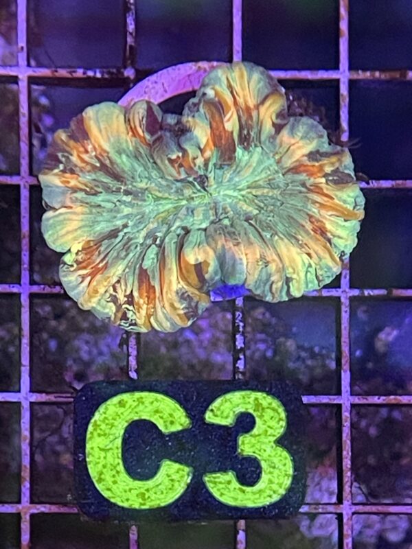 WYSIWYG C3 - Rainbow Trachyphyllia