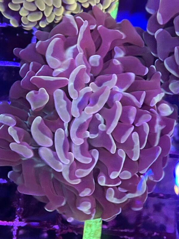 Purple hammer with green Tips