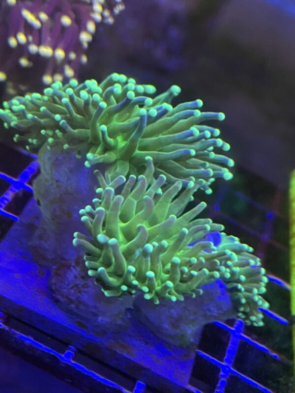 WYSIWYG Green Torch 3 Heads