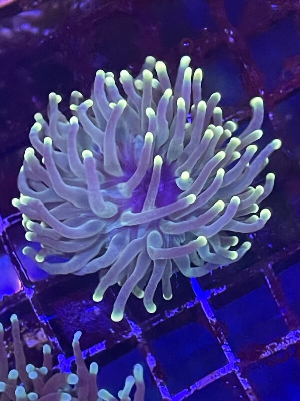Yellow Tips Torch