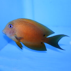 Bristletooth Tang M