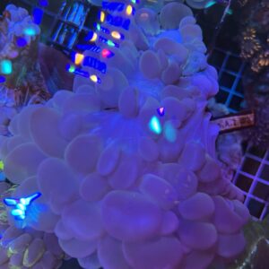 Bubble Coral Blue (L)