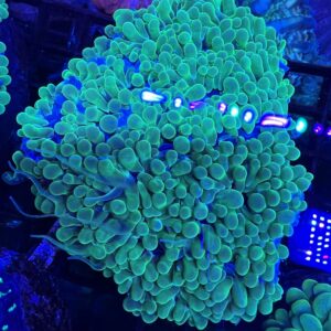 Bubble Coral Neon Green