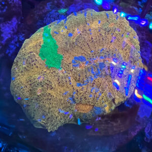 Chalice Orange/Green/Blue
