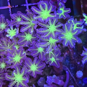Clove Polyps Neon Green