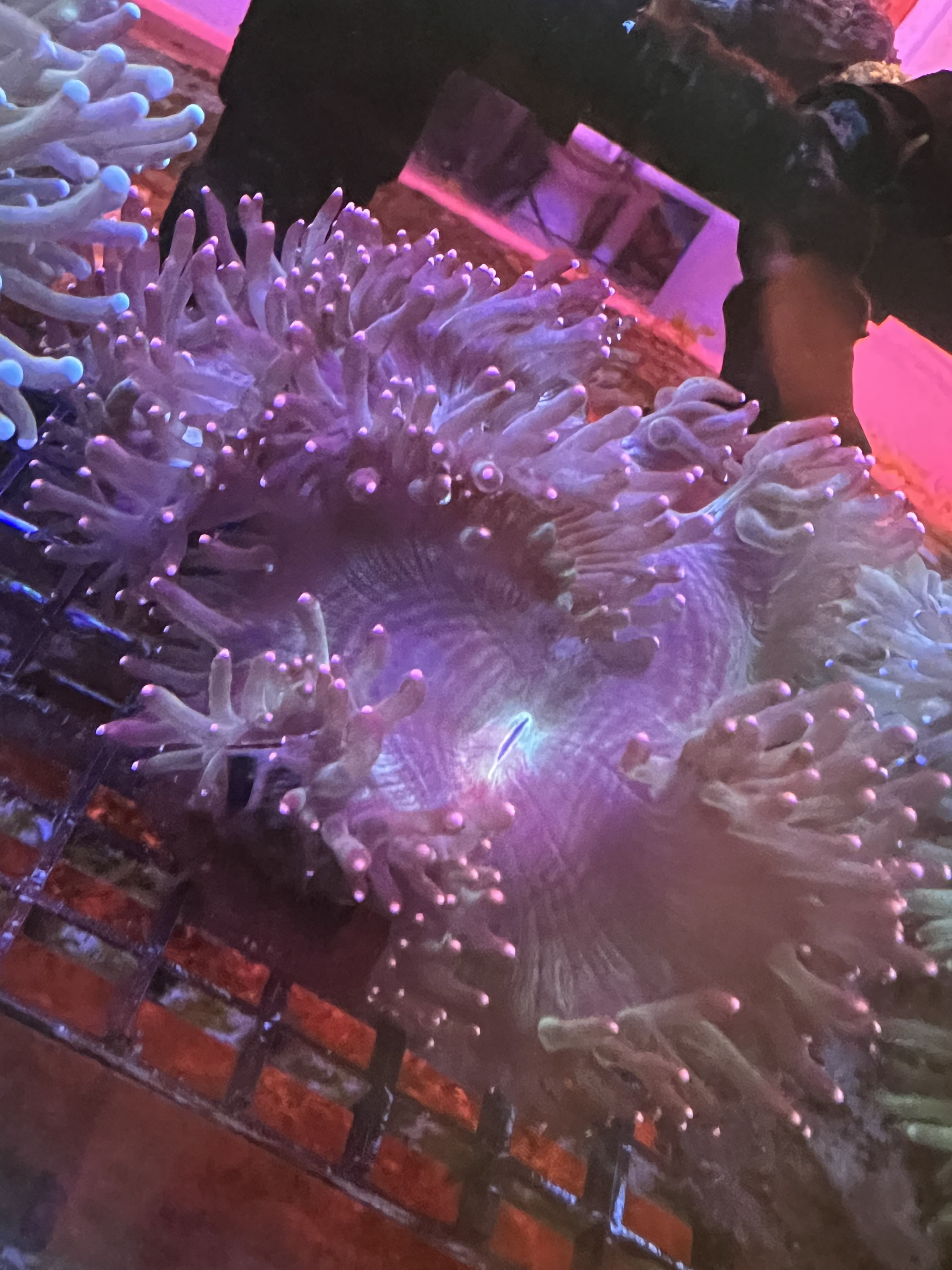 Elegance Coral XL Pink tips