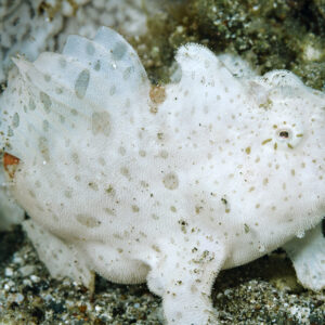 Albino Frogfish