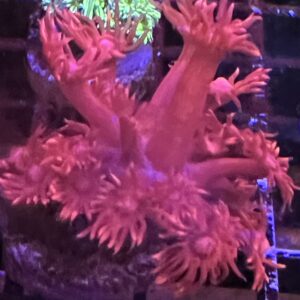 Gonipora Pink
