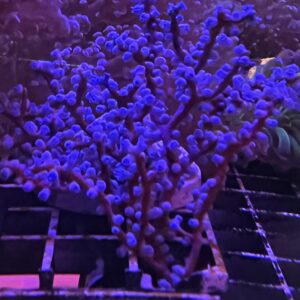 Gorgonian Blueberry
