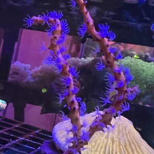 Gorgonian Orange stem with White Polyps
