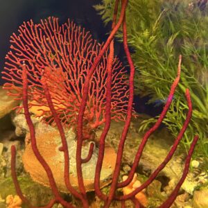 Gorgonian Red Colony