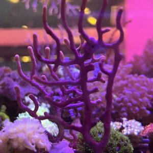 Gorgonian Seafan Purple