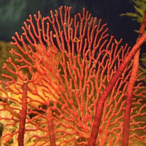 Gorgonian Seafan Ultra Red Colony