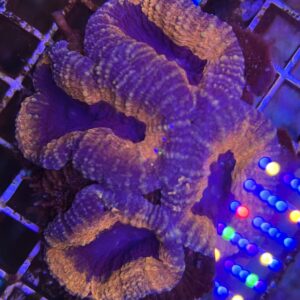 Lobophyllia Orange