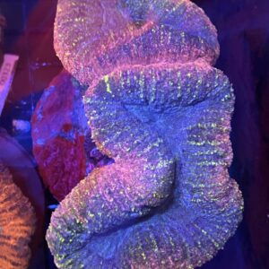 Lobophyllia XL Pink and Yellow