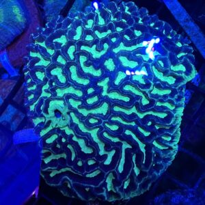 Maze Brain Black and Ultra Neon Green Colony