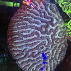 Maze Brain Blue Colony