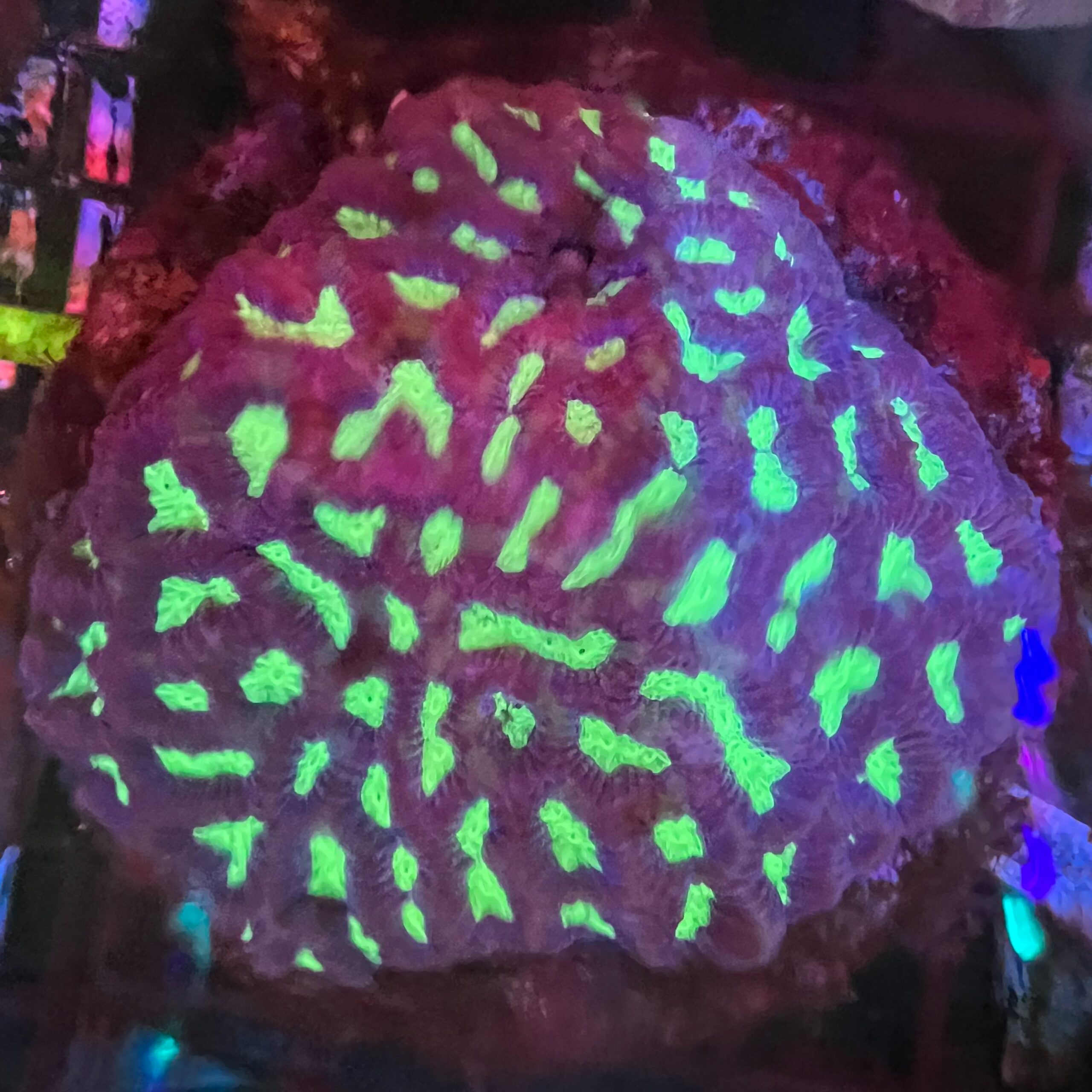 Maze Brain Purple and Neon Green Colony