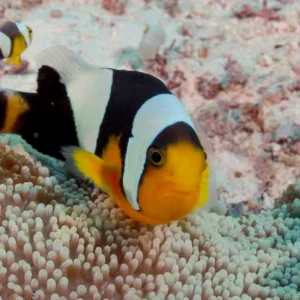 Saddleback Clownfish *Showsizes*