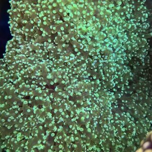 Octospawn Ultra Neon Green Colony