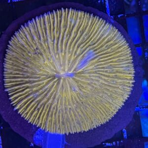 Plate Coral Orange