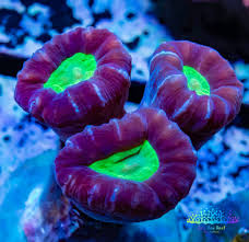 Candy Cane Purple