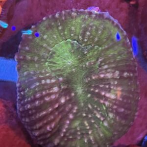 Scolymia Indo Green with pink dots