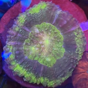 Scolymia Indo Green and Blue