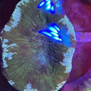Scolymia Indo Green and Ultra Blue